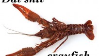 datshit